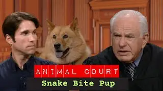 Animal Court: Snake Bite Pup
