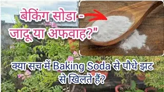 Can Baking Soda Help Plants Grow?