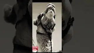 उंटो के बारे मे खास बात | #camelsfact #shorts #ytshorts #shortsvideo