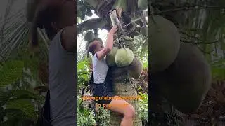 #simplelifeinprovince#coconutjuice#