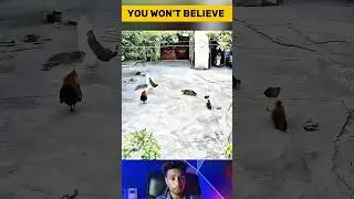 Swan Attacks Kitten But Chicken and Cat Team Up for Revenge