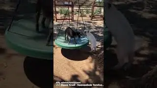Goat swing🤣