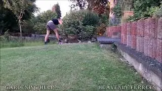 Ferret Snoopy offers gardening help