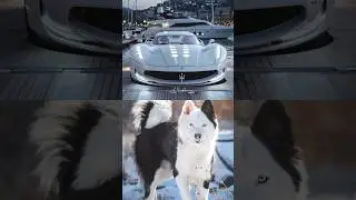 Cars and animals #automobile #luxurycar #luxurycarslifestyle #luxuryscars #sportscar