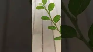 Poco M5s super slow-motion HD 960fps video sample 1
