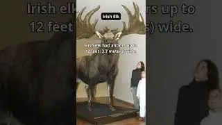 The Irish elk 🦌is a giant deer species with massive antlers it went extinct &plusmn;7700 years ago during..