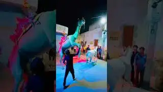 shadi m camel and ghodi ka sunder dance