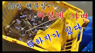 대박~!! 고사포해수욕장 하섬 해루질~안오면 후회한다~!!10월 해루질~(catchng crabs)
