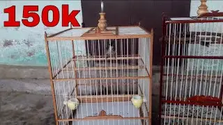 Mua Lồng Chim Cực Đẹp Giá Chỉ 150k Về Nhốt Chào Mào Bổi Tố Chất