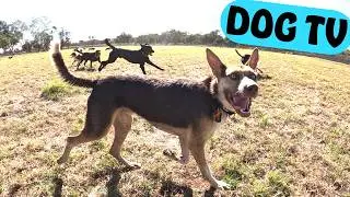 DOG TV Slow Motion Doggy Fun | New Dogs