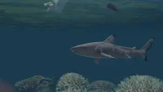 Save the sharks| Compositing breakdown