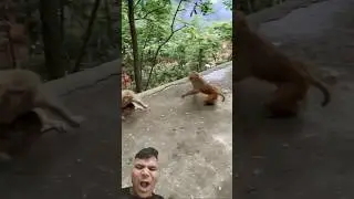 danger monkey fight video #vairal #animals #funny #comedy #trending #shorts #short #comedy #fighting