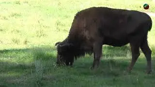 Belarus, Kamieniuki - Białowieża Forest National Park 2025