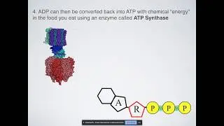 What is ATP? How Does ATP Work?