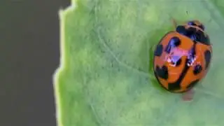 Macro World - Insect Photography Adventure