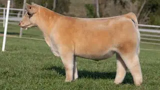 GORETSKA 21