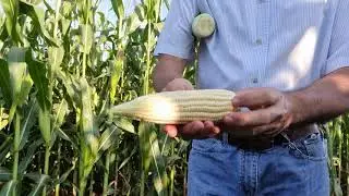 Milho verde BM904 v&iacute;deo 7
