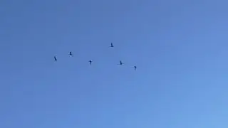 SWFL Eagles_Looking For Eagles On A Friday Morning 09-04-15