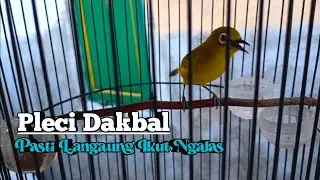 PANCINGAN PLECI DAKBAL GACOR MANGGIL MUSUH AGAR IKUT BUKA PARUH