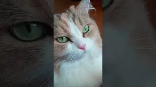 #cat #subscribe #memes #funny #shortvideo