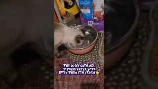 Why Do Cats Dig In Their Water?