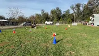 Vennie. Rally Advanced 5