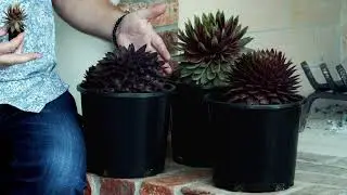 PlantHaven Video - Sempervivum SUPERSEMPS&reg; Collection