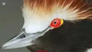 Hooded grebe sound