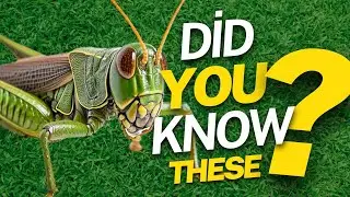 7 interesting facts about grasshoppers