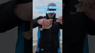 Dab and Whiting caught on lugworm #ukseafishing #seafishinguk #seafishing #fish #fishing