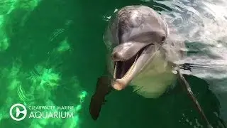Breakfast Time with Nicholas the Dolphin