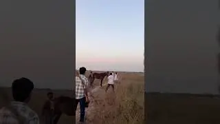 Couple Pre-Wedding Shoot with Horse 🐎✨