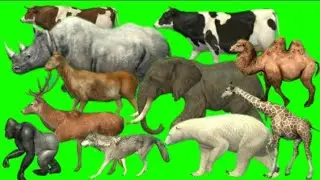 Cartoon running green screen animals // all animals green screen video // animals zoo stamped video