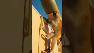 Monkey Launching A Missile #viralvideo #shorts #funnymonkey #youtubeshorts #trending