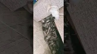 Very active cat😄 chihuahua vs Cat #mreviatar #chiuahua #angrychihuahua #animal #cat