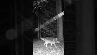 #wilczy patrol | #wolf patrol