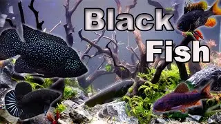 The BEST Black Fish Options for Your Aquarium!