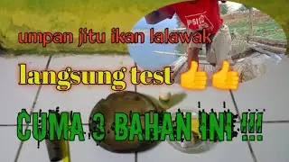 racikan umpan jitu ikan balar / lalawak terbaru || langsung test #umpanjitu #umpanmancing