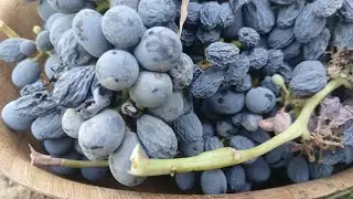 Harvesting Ripe Red & Purple Grapes 🍇🌿 | Sweet Vineyard Fruit Picking 🍃