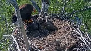 #baldeagle S05#142 Review birds life in their nest #birdsnest #birdsounds #birdslovers