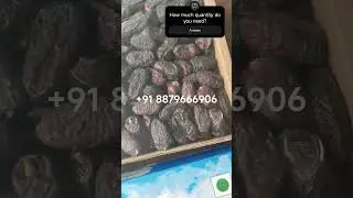 Top Quality Safawi Dates in Mumbai | Bulk Saudi Dates Wholesale Deals 2025