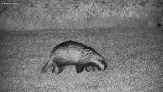 7 Minutes of classic badger worm hunting behaviour!
