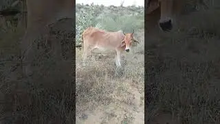 cow is grazing in forest #CowLovers #Cow #gai #gaumata #desertbeauty #desertlandscape #desertplanet