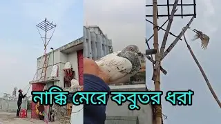 # নাক্কি মেরে কবুতর ধরা#Kobutor lover# নাক্কি মারা Nakkhi mara kobutor Dhora# nakkhi# 🥰