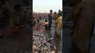 fish market Sadiq Abad #fishing #fish market #مچھلی #مچھلی منڈی