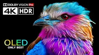 Vivid OLED Colors 4K 120fps HDR Video ULTRA HD 120 FPS - Dolby Vision