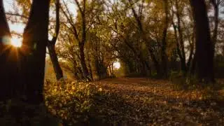 🍁 Autumn Forest Ambience 🍂 | Fall Colors Forest Sounds | Relaxing Background Study Music