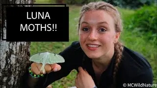 Luna moths!! | Wild Wednesday | Moth with no mouth??