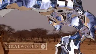Khalab & M'berra Ensemble - Curfew (Official Video)
