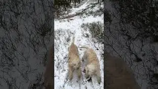 Lagotto romagnolo ❤️